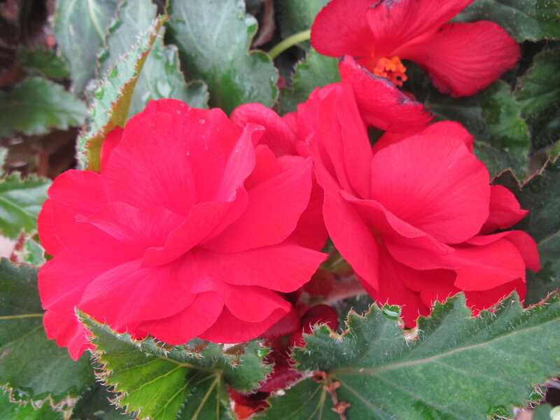 Red Begonia Flowers — Vibrant, Photograph