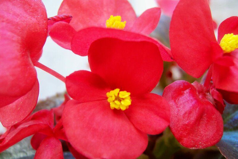 Red Begonia Flowers — Vibrant, Photograph, Yellow Stamen