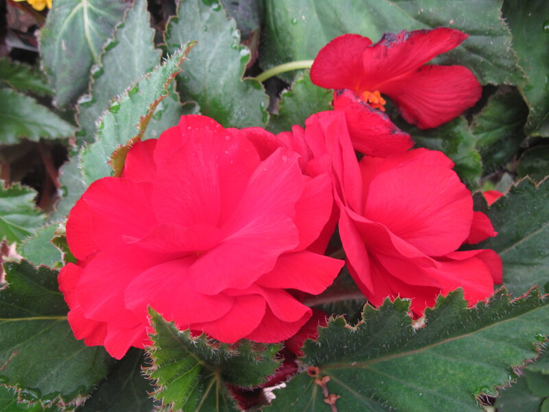 Red Begonia Flowers — Vibrant, Spring