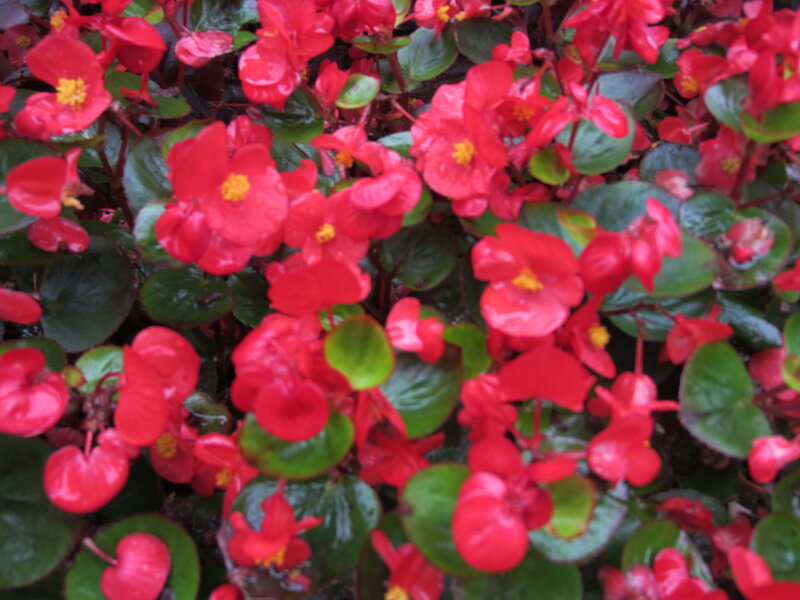 Red Begonia Flowers — Vibrant