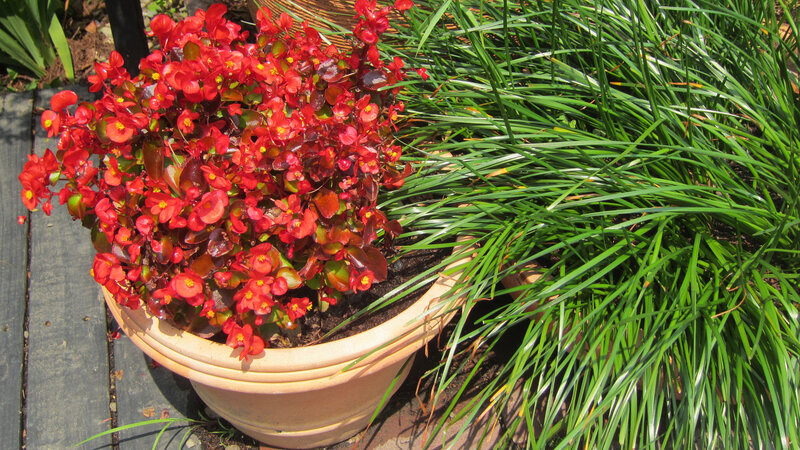 Red Begonia in Pot