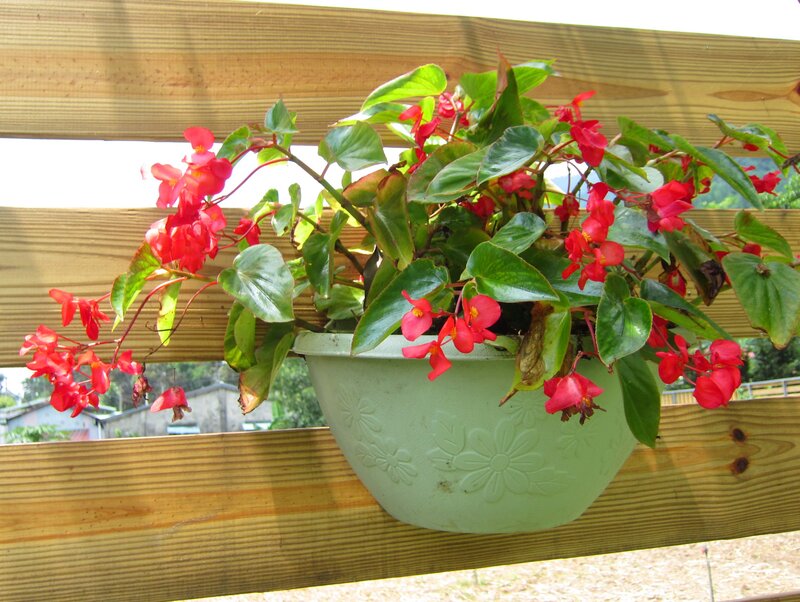 Red Begonia Plant