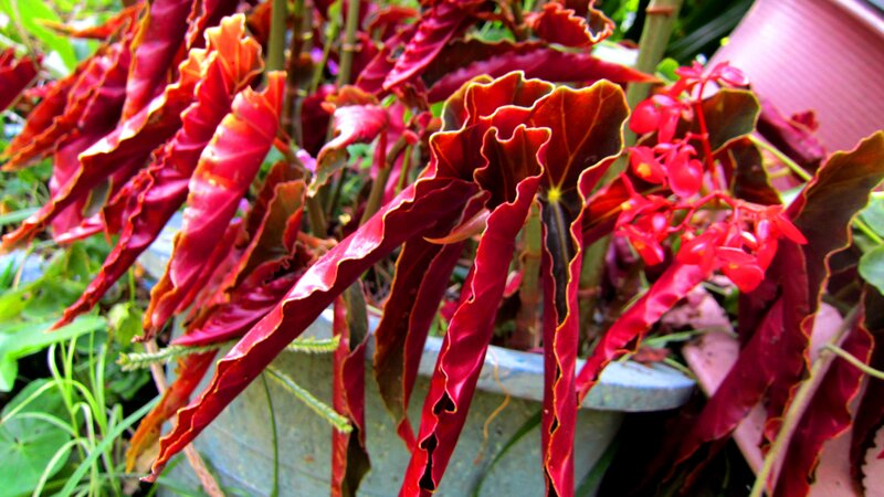 Red Begonia Plant — Vibrant