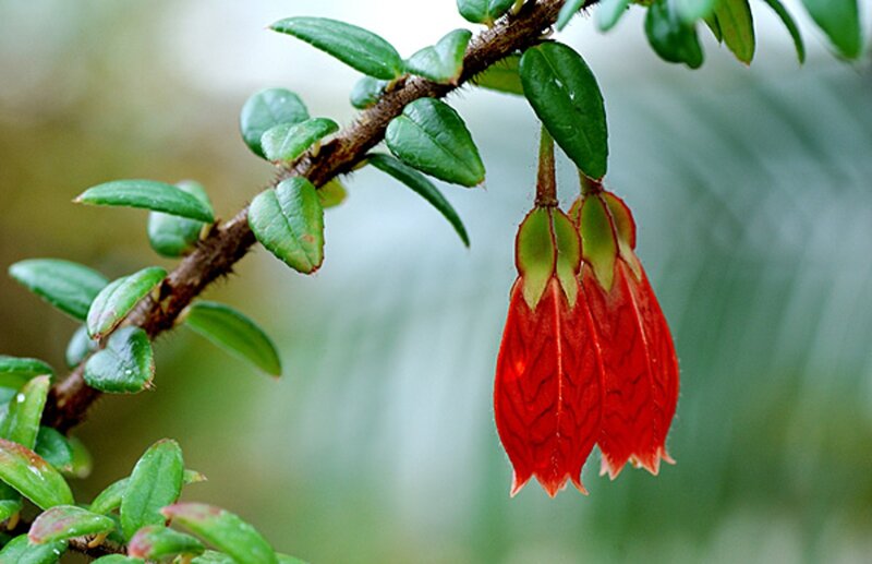 Red Bell-shaped Flowers — Natural, Photograph