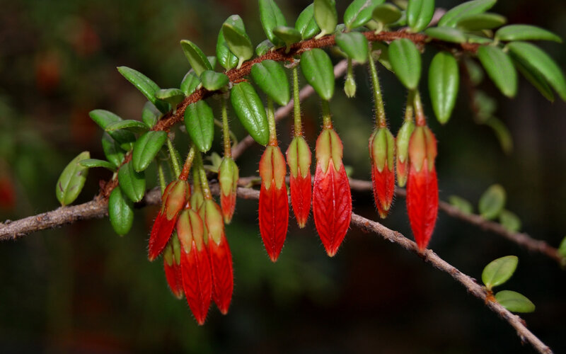 Red Bell-shaped Flowers — Natural
