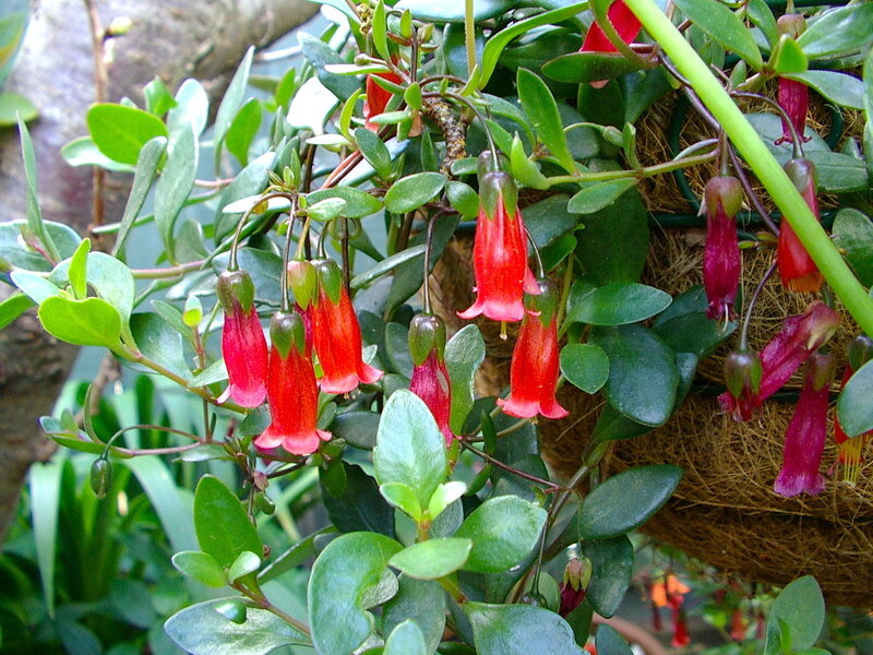 red bell-shaped flowers on green plant