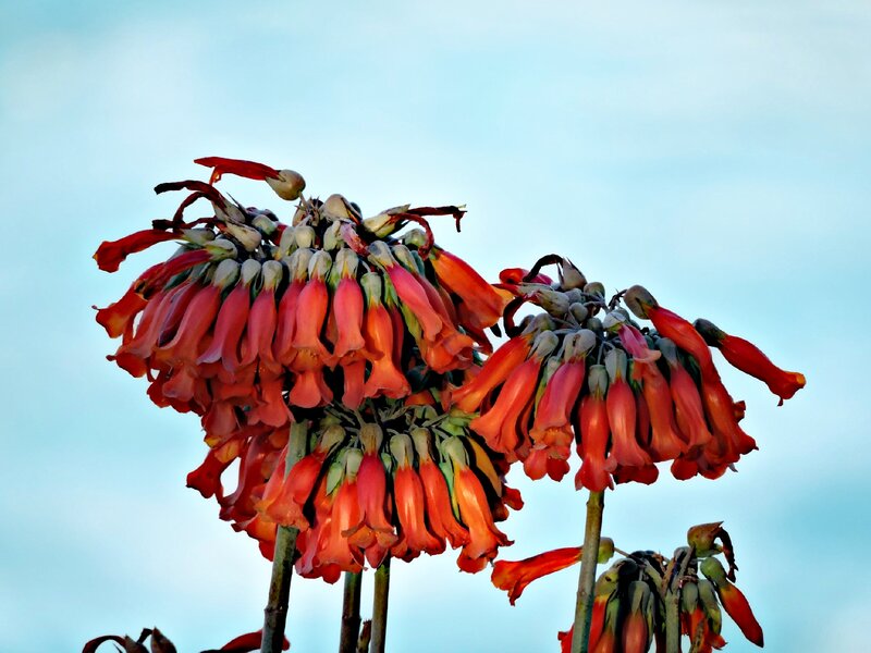 Red Bell-shaped Flowers — Serene, Afternoon