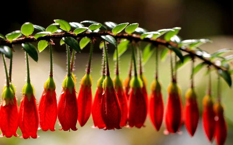 Red Bell-shaped Flowers — Serene