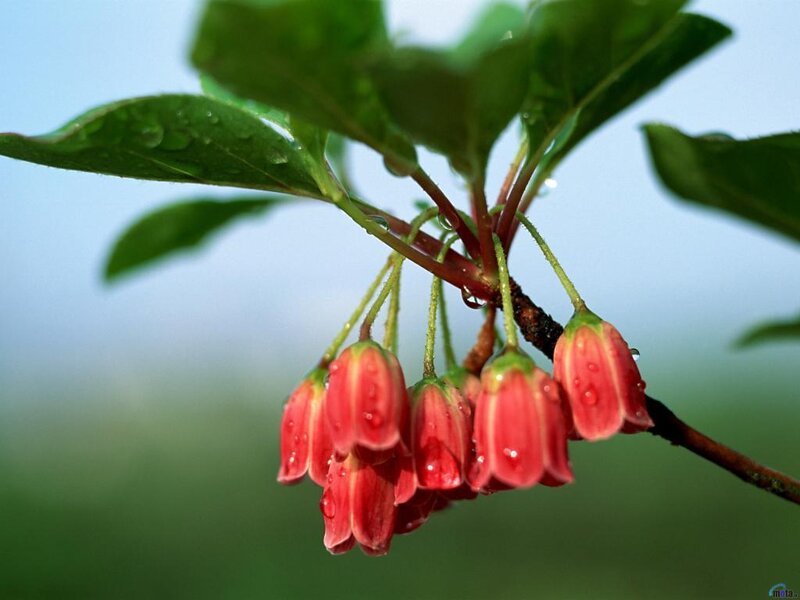 Red Bell-shaped Flowers