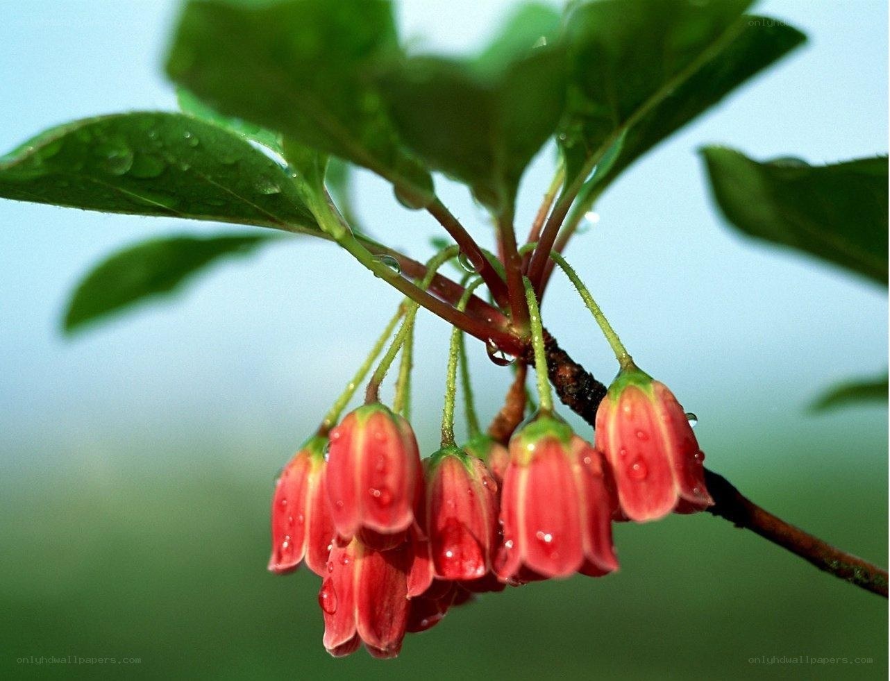 Red bell-shaped flowers with dew