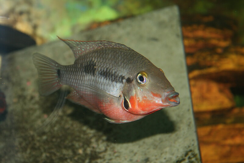 red-bellied cichlid fish