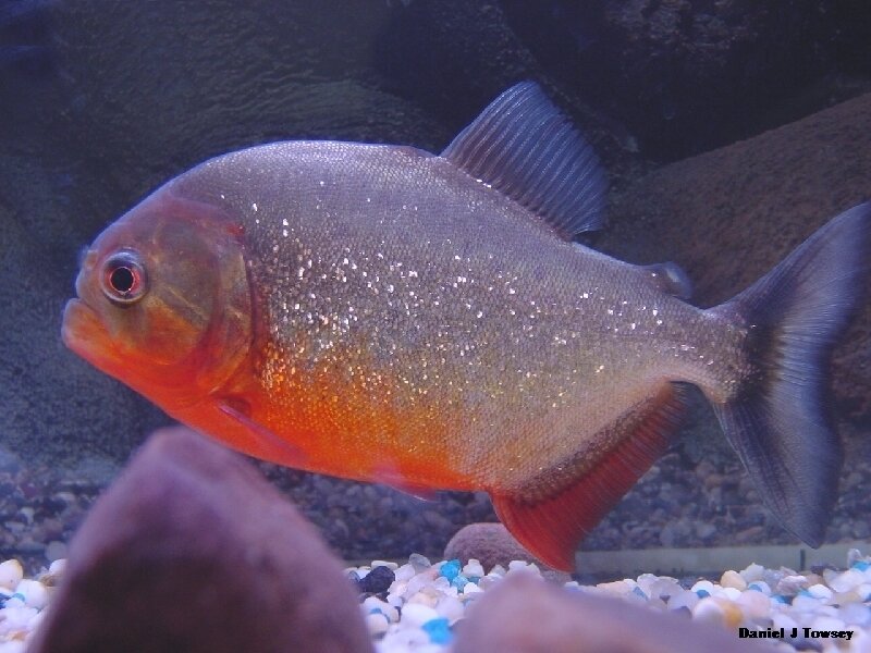 red-bellied piranha fish
