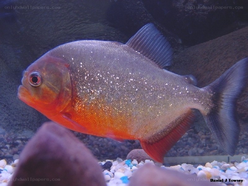 red-bellied piranha fish