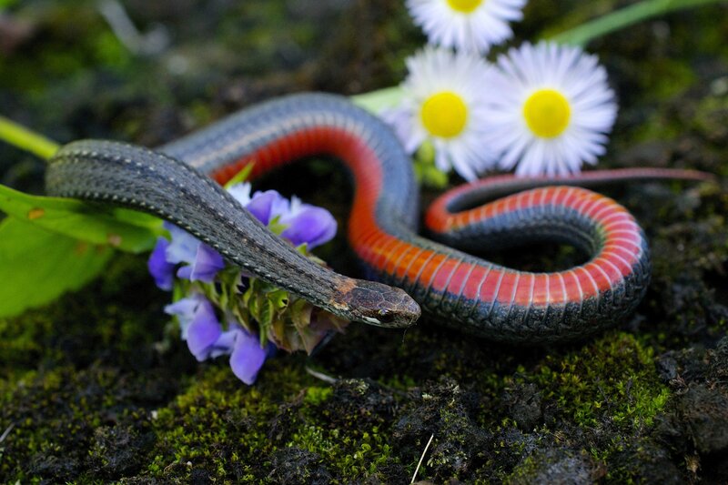 Red-bellied Snake — Green