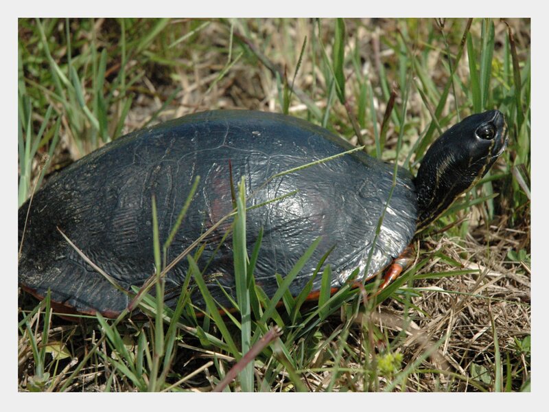 Red-bellied Turtle — Green, Calm