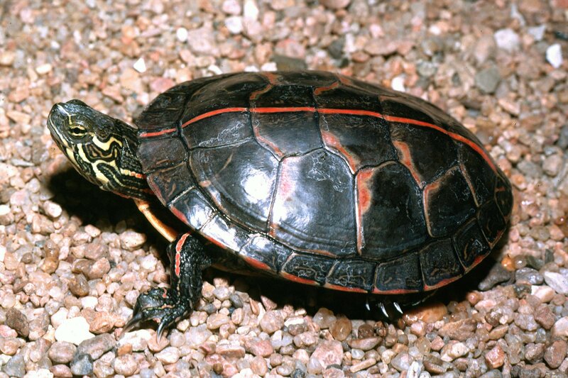 red-bellied turtle on gravel