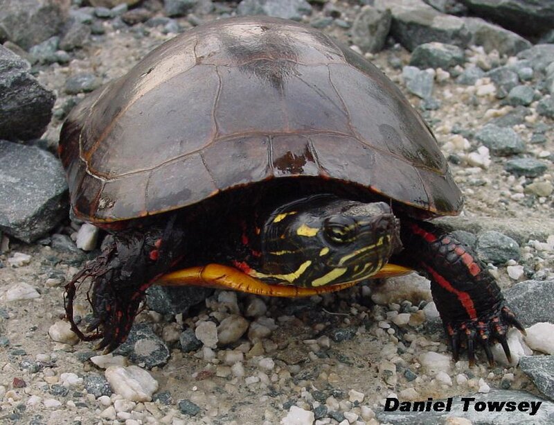 red-bellied turtle on rocks