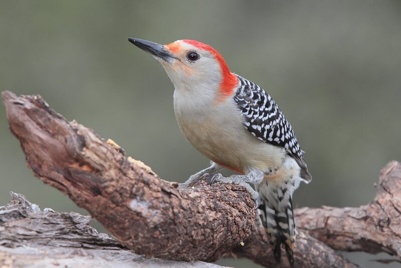 Red-bellied Woodpecker — Brown, Calm