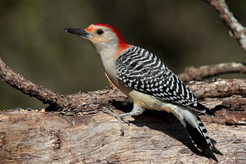 Red-bellied Woodpecker — Brown, Natural