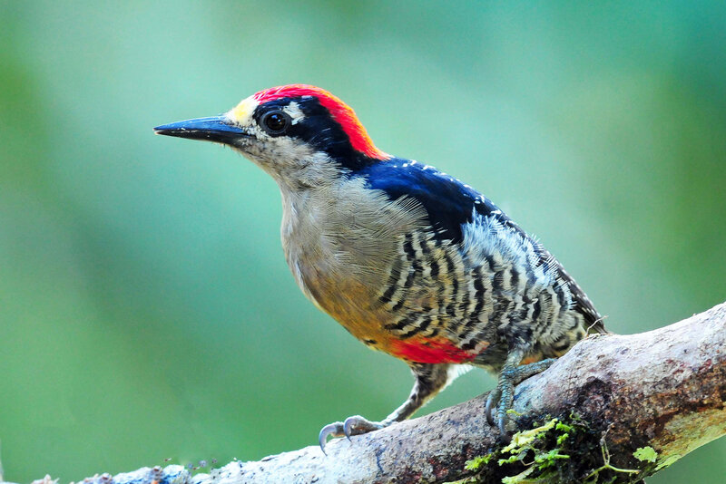 Red-bellied Woodpecker — Green, Natural