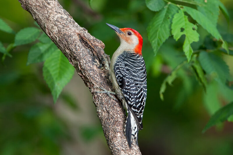 Red-bellied Woodpecker — Green