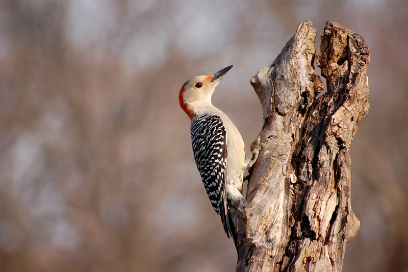 Red-bellied woodpecker on a snag