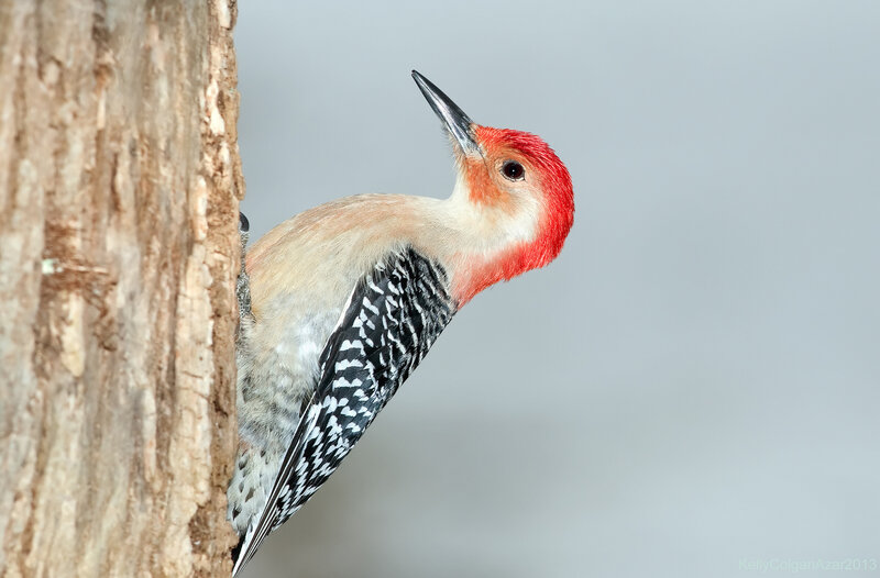 Red-bellied Woodpecker — Red, Calm, Photograph