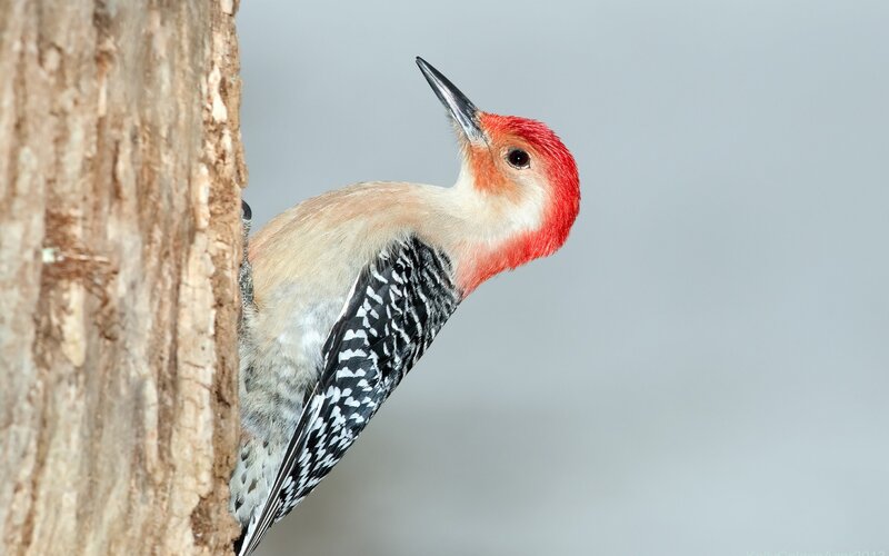 Red-bellied Woodpecker — Red, Calm