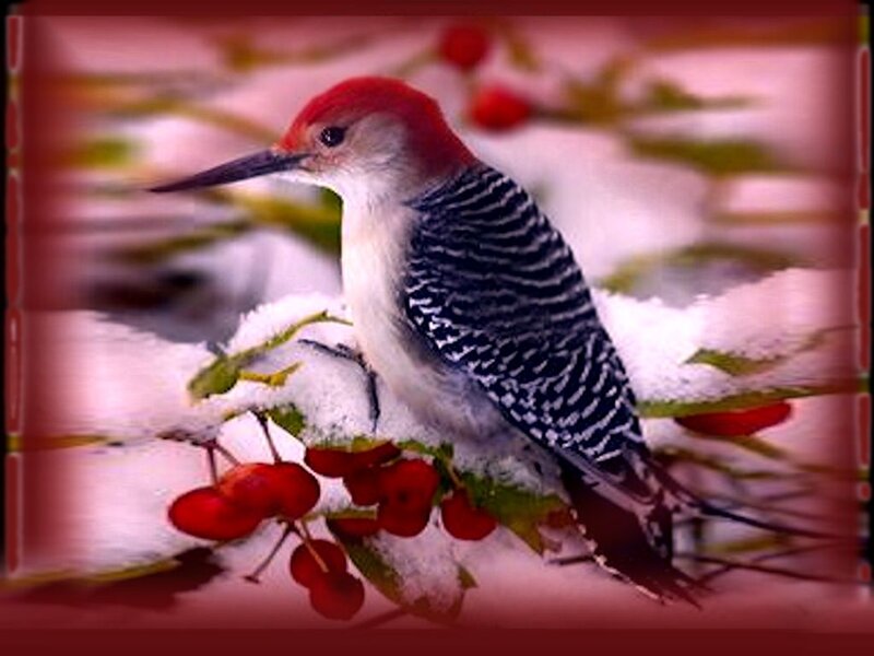Red-bellied Woodpecker — Red