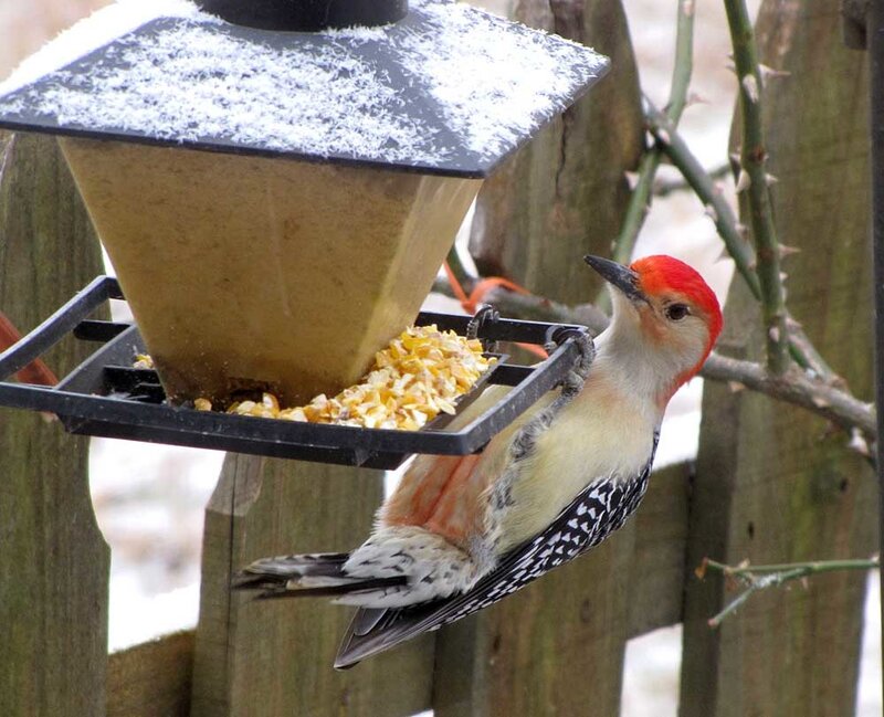 Red-bellied Woodpecker