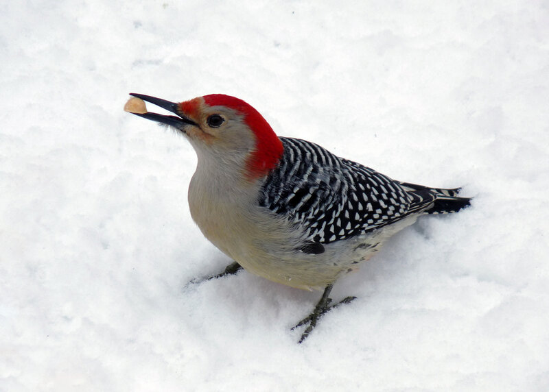 Red-bellied Woodpecker — White