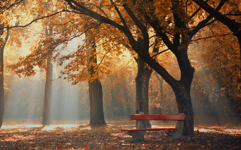 Red Bench in Autumn Forest — Orange
