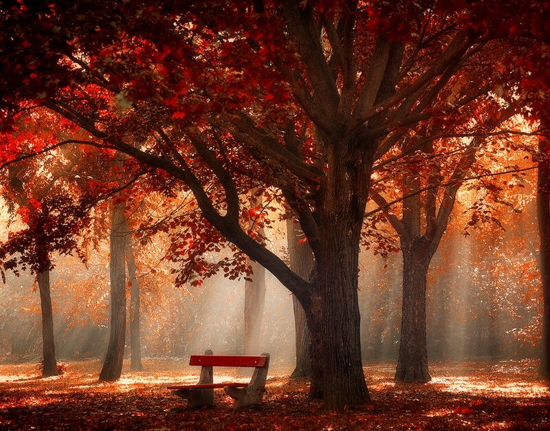 Red Bench in Autumn Forest — Serene