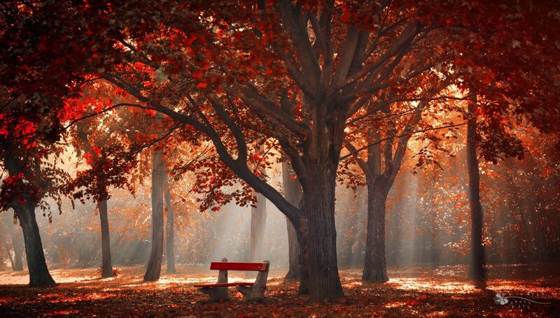 Red Bench in Autumn Forest