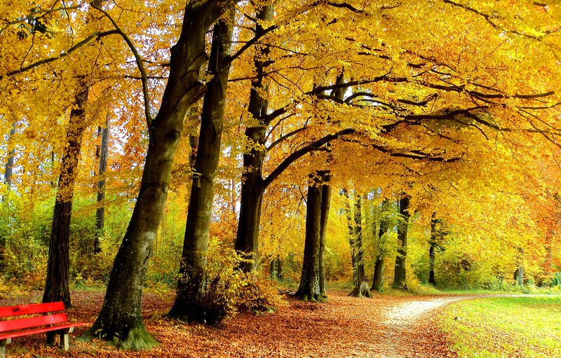 Red Bench in Autumn Forest — Yellow