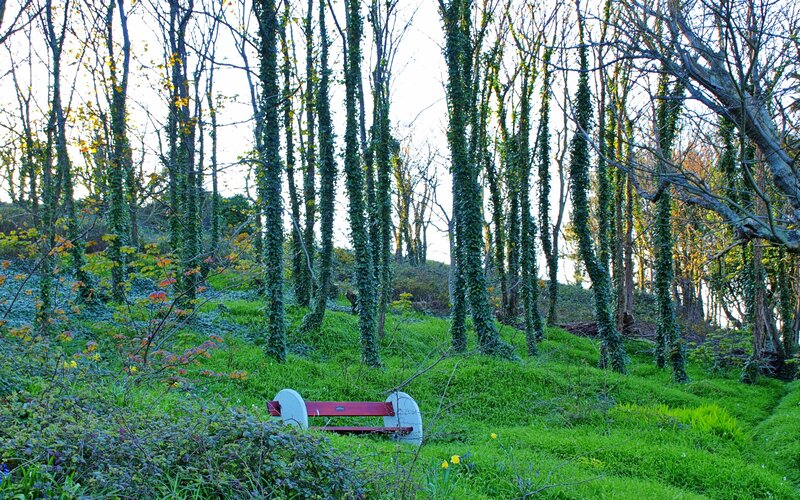 Red Bench in Forest — Green