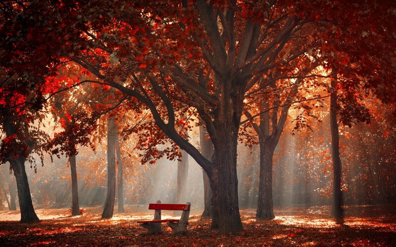Red Bench in Forest — Serene, Autumn