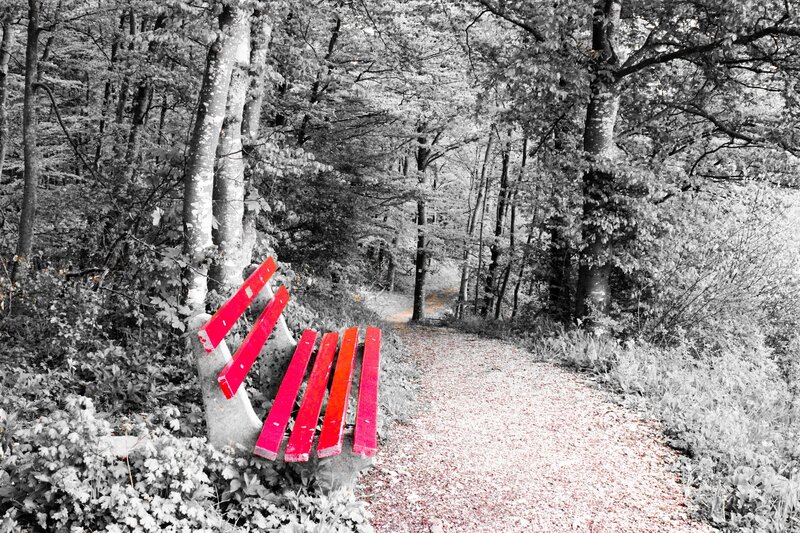 Red Bench in Forest — Serene, Photograph