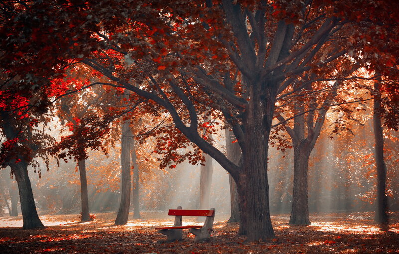Red Bench in Forest — Serene