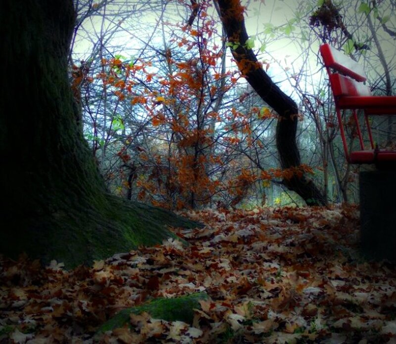 Red Bench in Forest