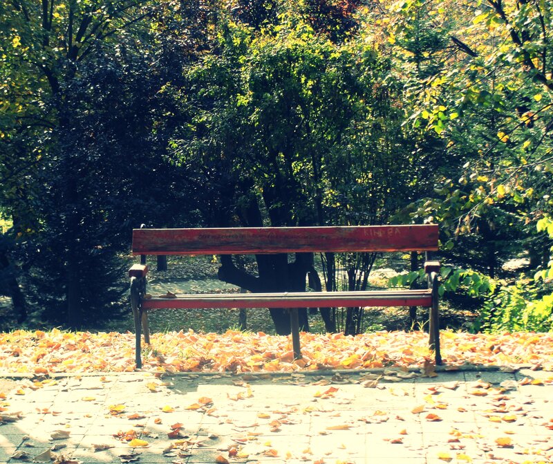Red Bench in Park