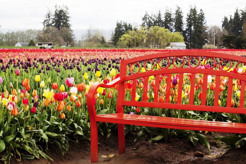 Red Bench in Tulip Field