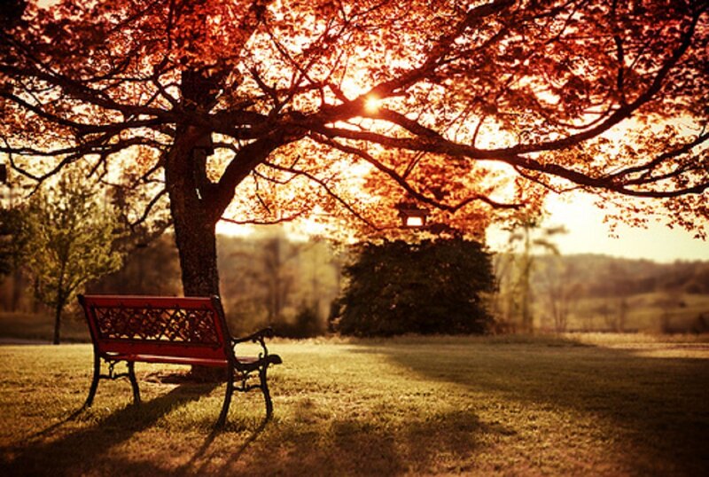 Red Bench under Tree — Orange