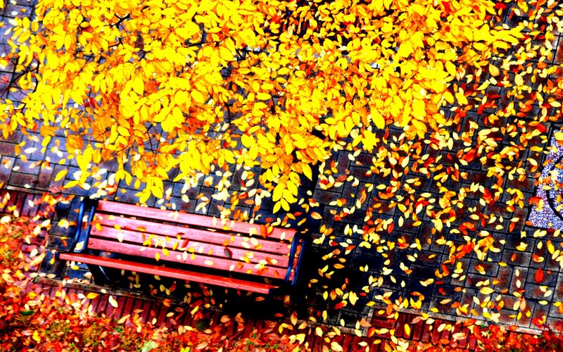 Red Bench under Tree — Yellow