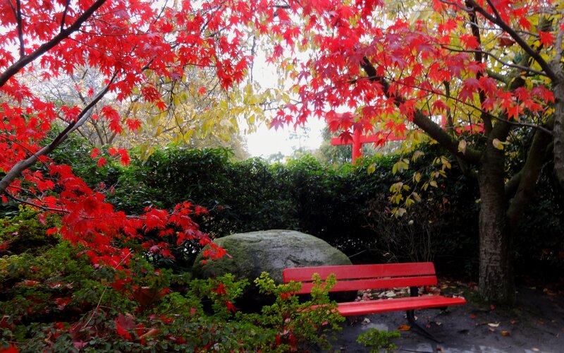 Red Bench under Trees