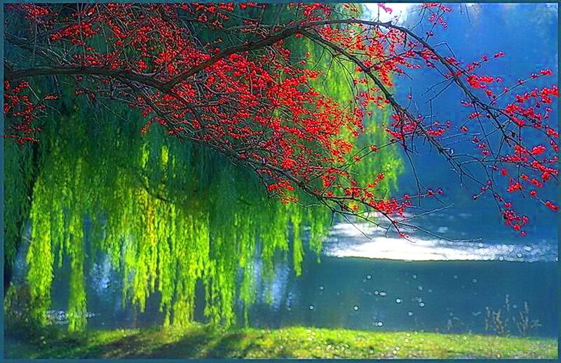 Red-berried Branch over Water