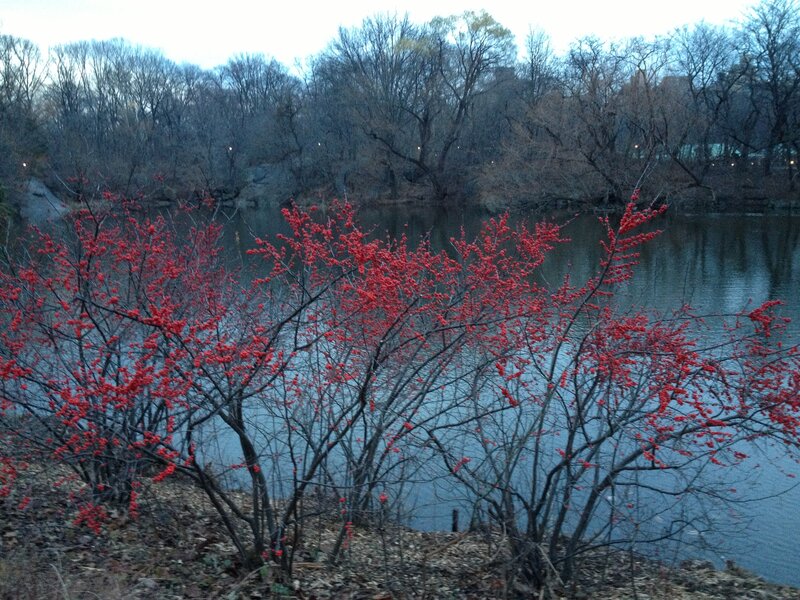 Red-berried Bush
