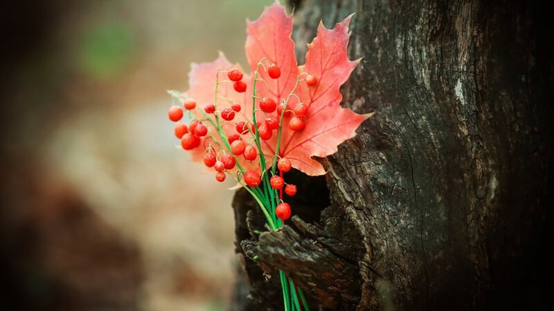 Red Berries and Maple Leaf