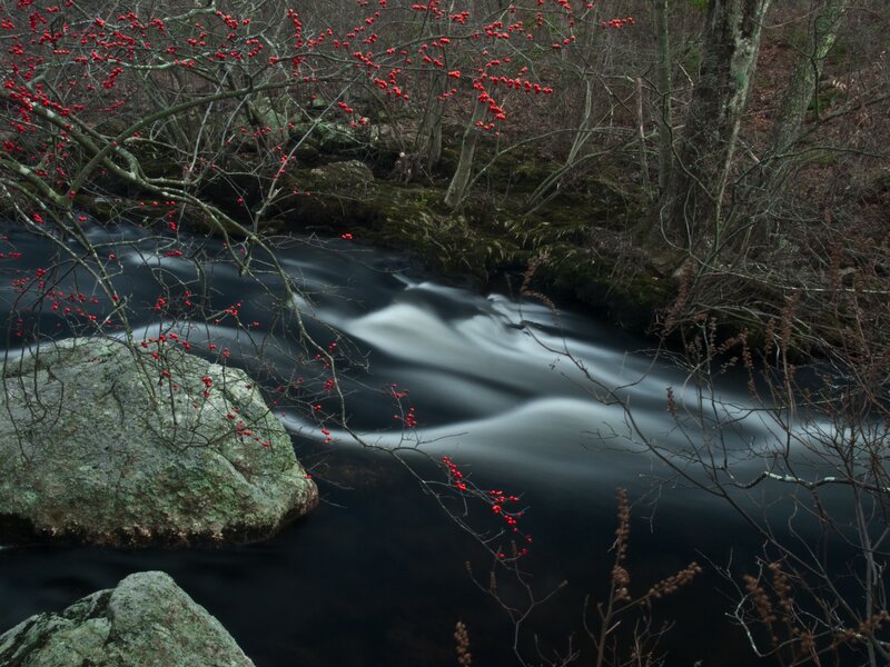 Red berries by a flowing stream