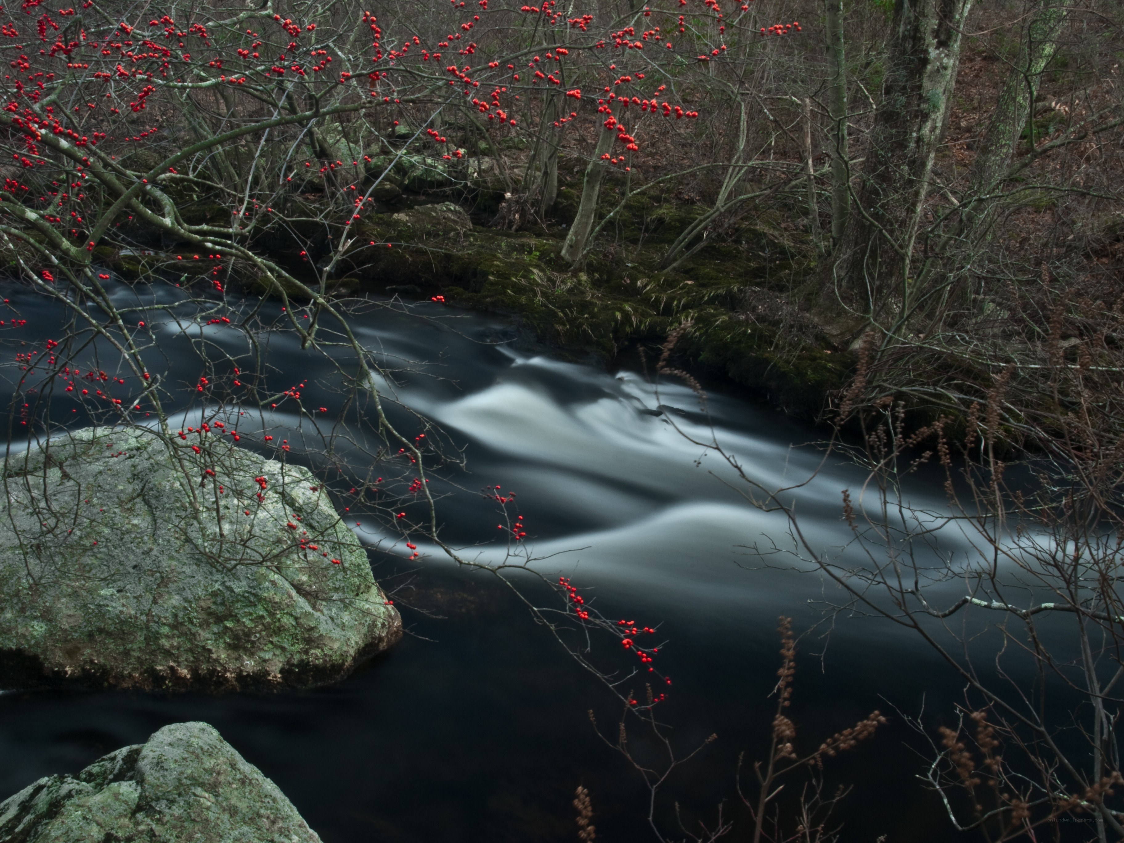 Red berries by a flowing stream